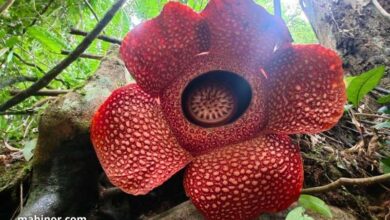 تعرّف على أندر أنواع الزهور في العالم سنة 2026 أندر أنواع الزهور في العالم