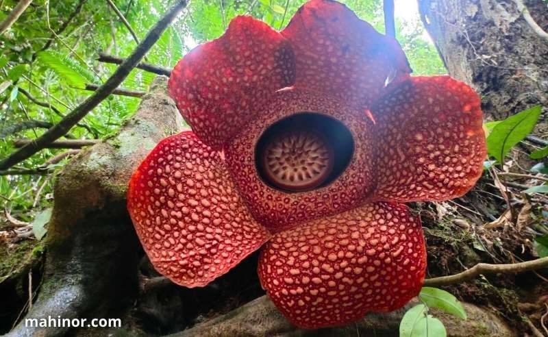 تعرّف على أندر أنواع الزهور في العالم سنة 2026 أندر أنواع الزهور في العالم